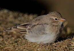 Hume's Short-toed Lark