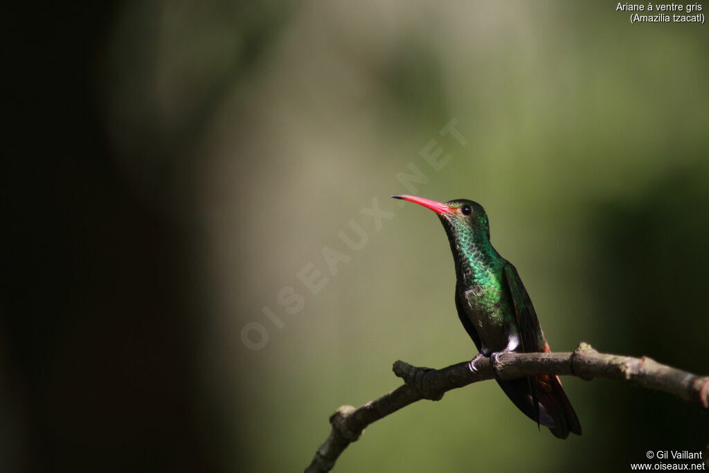 Rufous-tailed Hummingbird