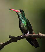 Rufous-tailed Hummingbird