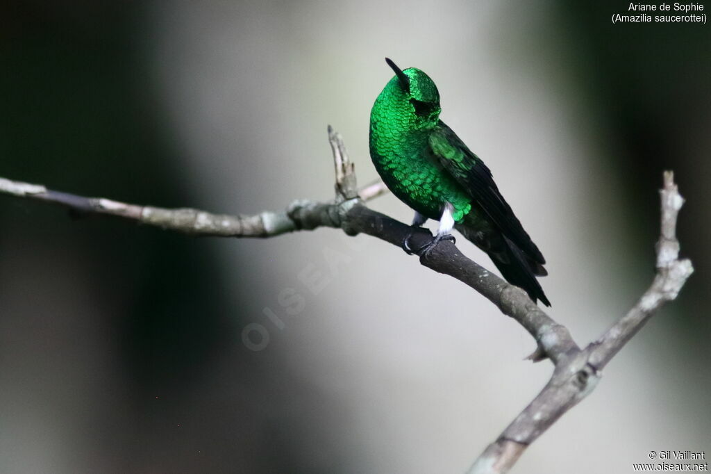 Steely-vented Hummingbird