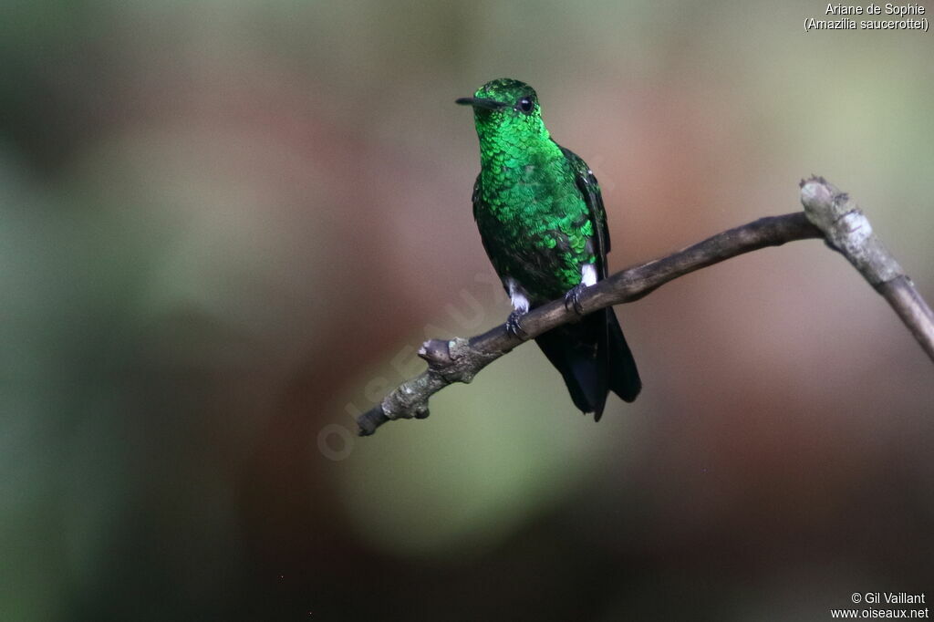 Steely-vented Hummingbird