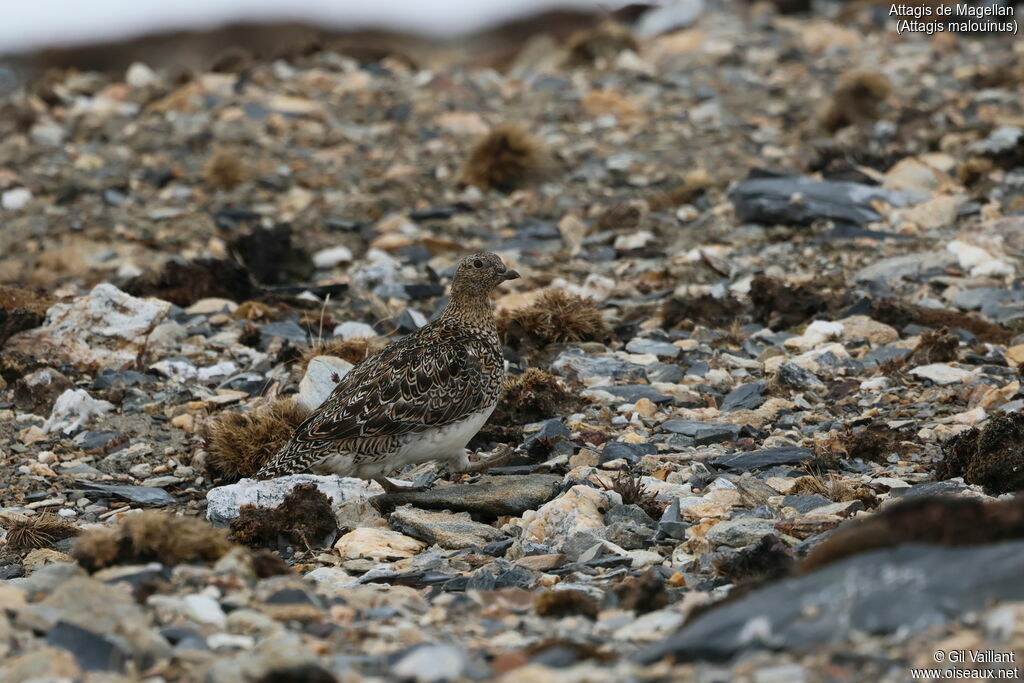 White-bellied Seedsnipe