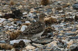 White-bellied Seedsnipe