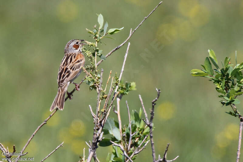 Chestnut-eared Bunting male adult, pigmentation, song