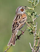 Chestnut-eared Bunting