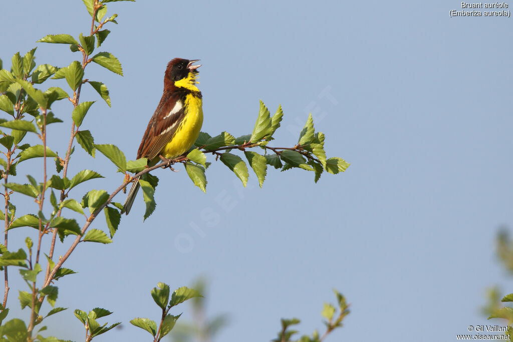 Yellow-breasted Bunting