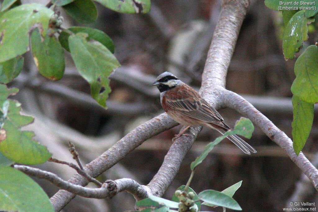 White-capped Bunting