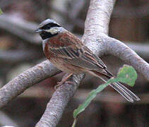 White-capped Bunting