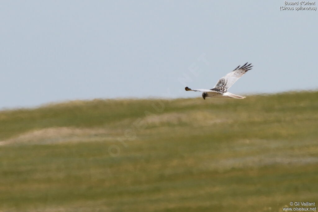 Eastern Marsh Harrier male adult, Flight