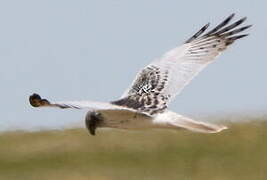 Eastern Marsh Harrier