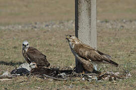 Upland Buzzard