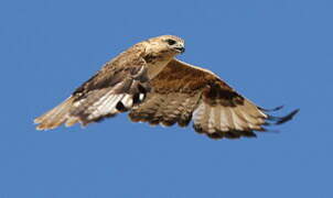 Upland Buzzard