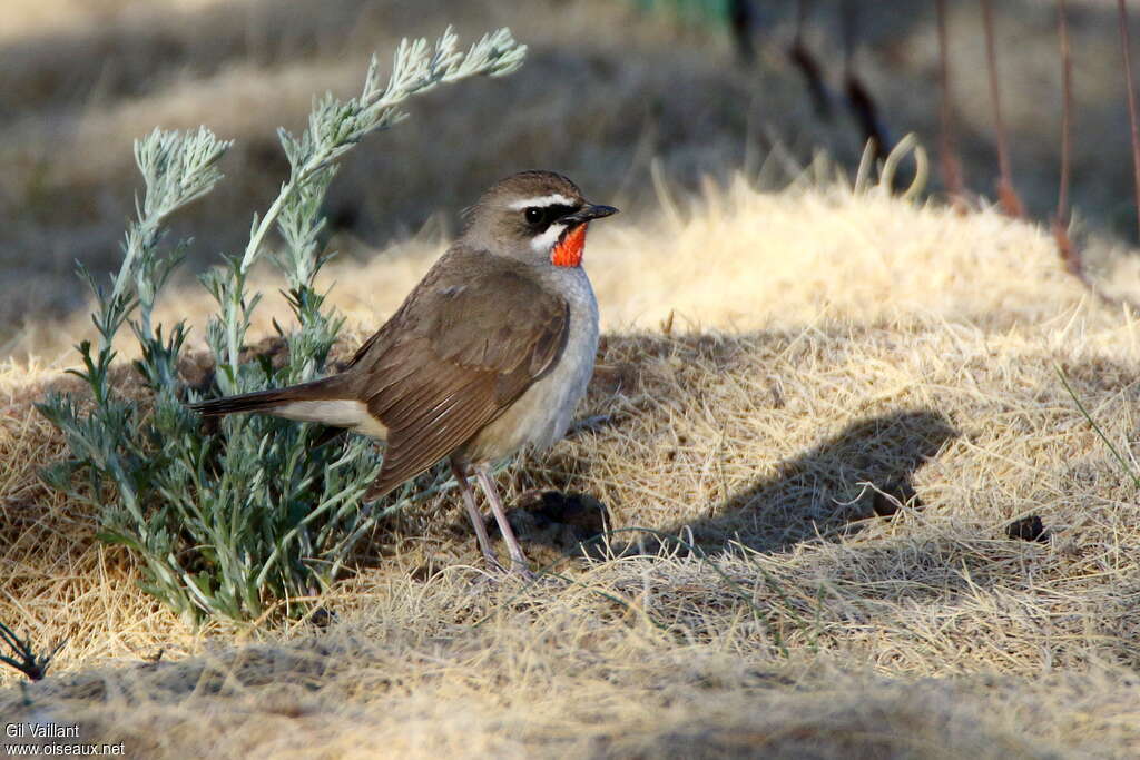Siberian Rubythroat (beicki) male adult breeding, identification
