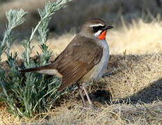 Siberian Rubythroat (beicki)