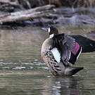 Canard à lunettes