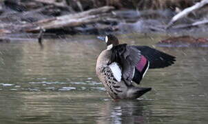 Canard à lunettes