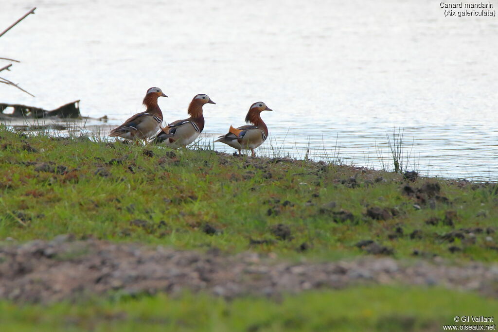 Mandarin Duck