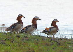 Mandarin Duck