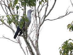 Geelvink Imperial Pigeon