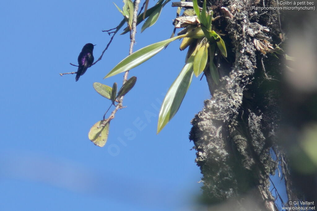 Purple-backed Thornbill