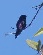 Purple-backed Thornbill