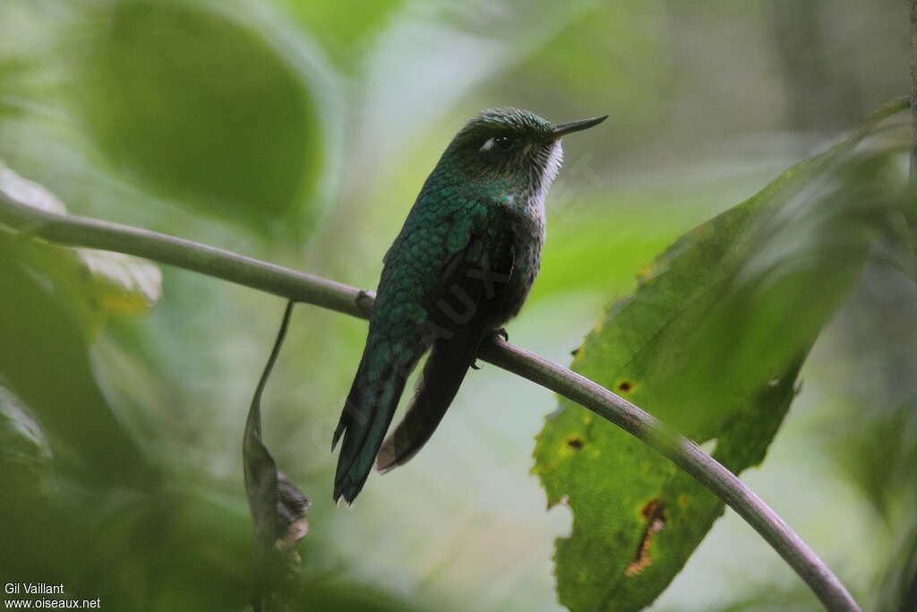 Colibri avocettin