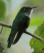 Colibri avocettin