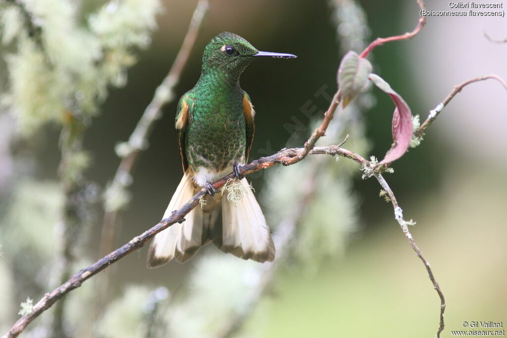 Colibri flavescent