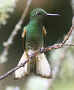 Buff-tailed Coronet