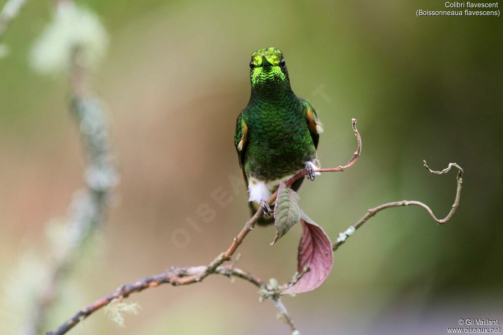 Colibri flavescent