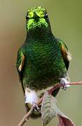 Buff-tailed Coronet