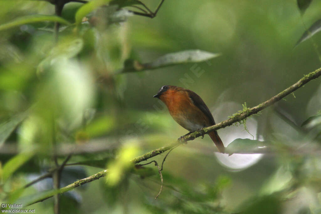 White-bellied Robin-Chatadult, identification