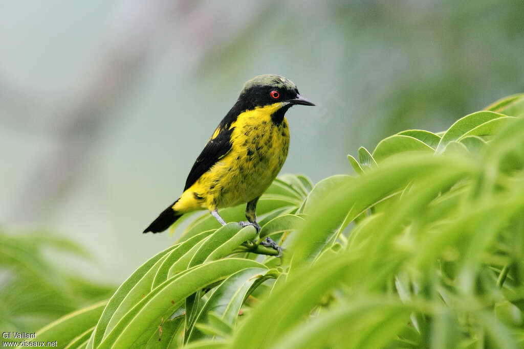 Yellow-bellied Dacnis male adult, identification