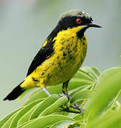 Yellow-bellied Dacnis