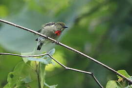 Olive-crowned Flowerpecker