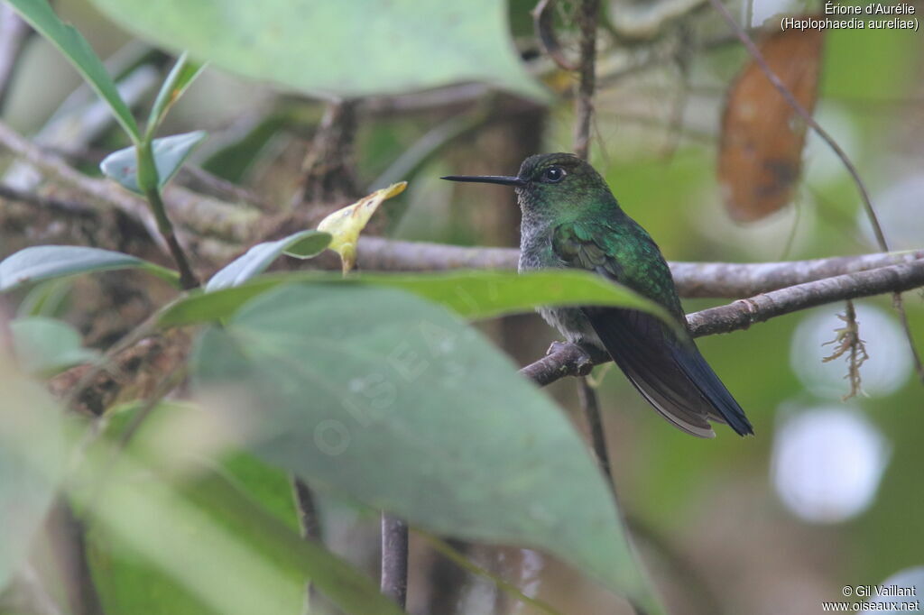 Érione d'Aurélieadulte, identification