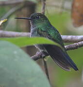 Greenish Puffleg