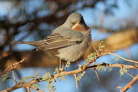 Eastern Subalpine Warbler