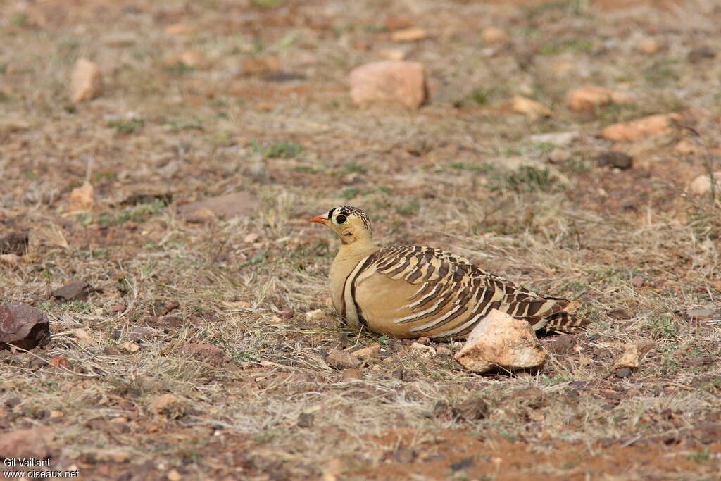 Painted Sandgrouse male adult, Behaviour