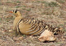 Painted Sandgrouse