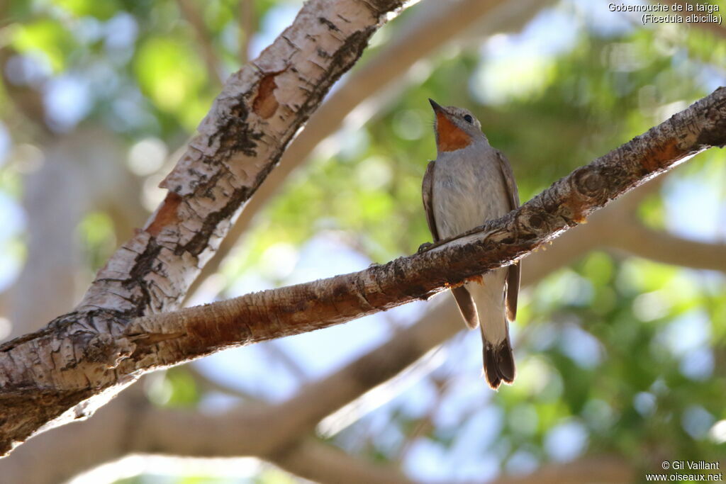 Taiga Flycatcher male adult