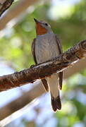 Taiga Flycatcher