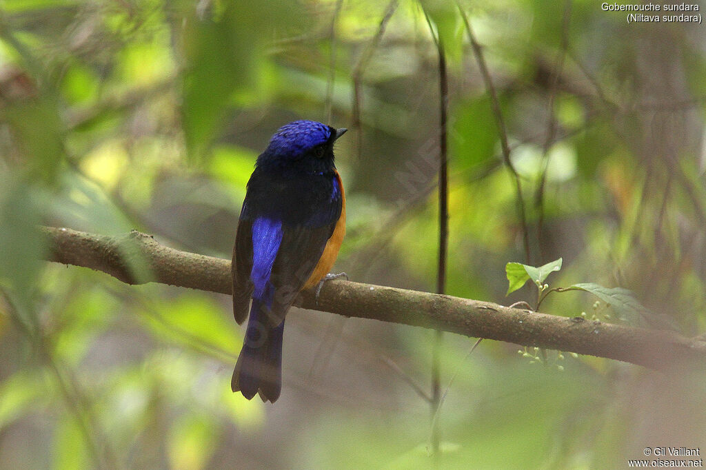 Rufous-bellied Niltavaadult, identification