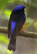 Rufous-bellied Niltava