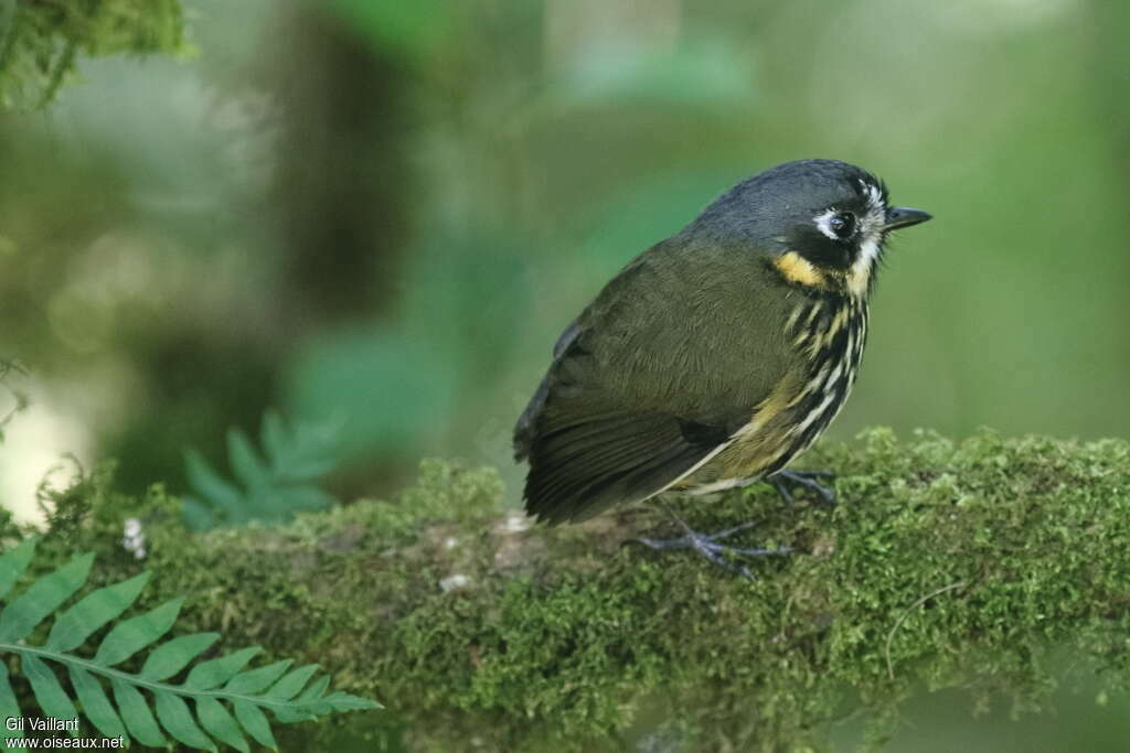 Grallaire demi-luneadulte, identification