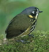 Crescent-faced Antpitta