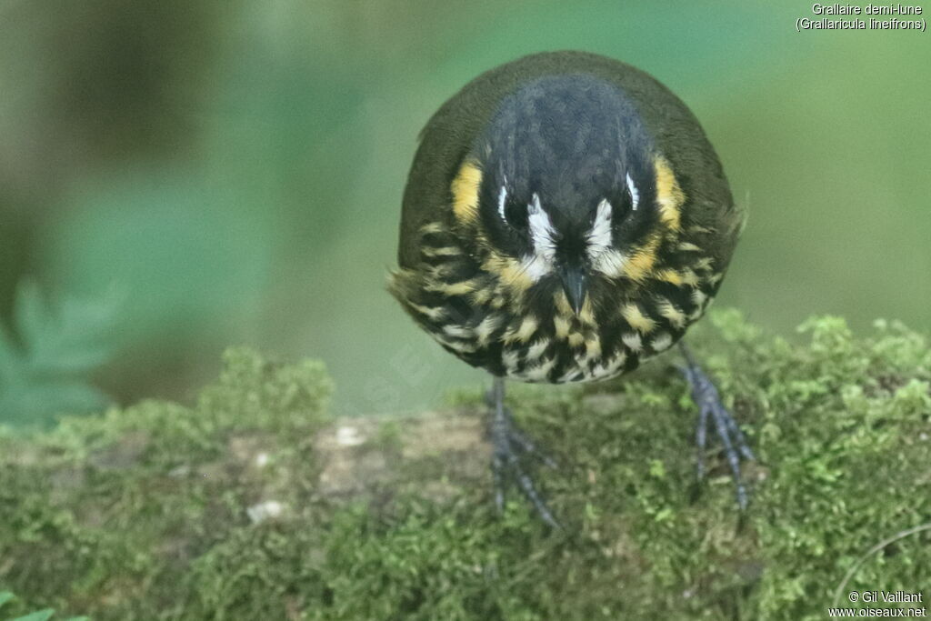 Crescent-faced Antpittaadult, close-up portrait