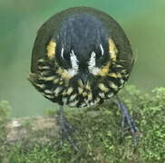 Crescent-faced Antpitta