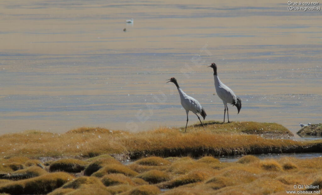 Black-necked Crane