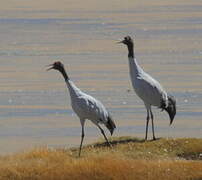 Black-necked Crane